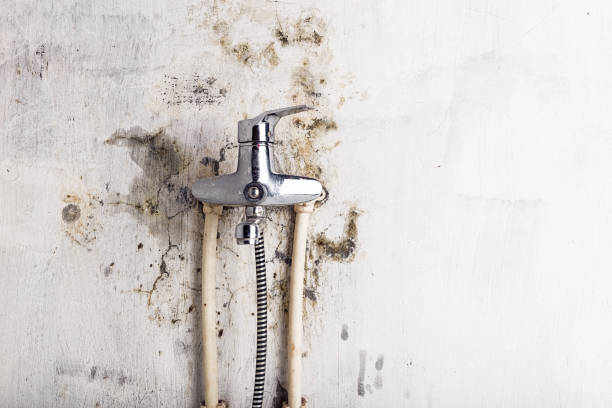 Best Same-Day Mold Removal  in Rancho Alegre, TX