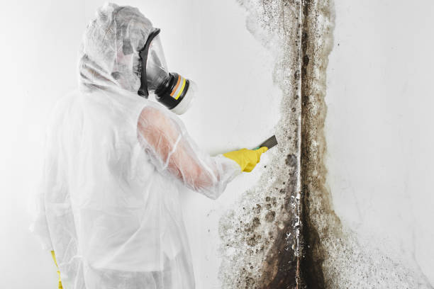 Best Office Mold Removal Services  in Rancho Alegre, TX
