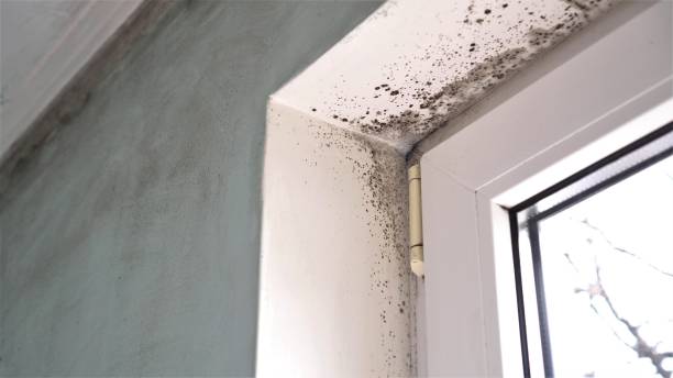 Mold Removal Process in Rancho Alegre, TX