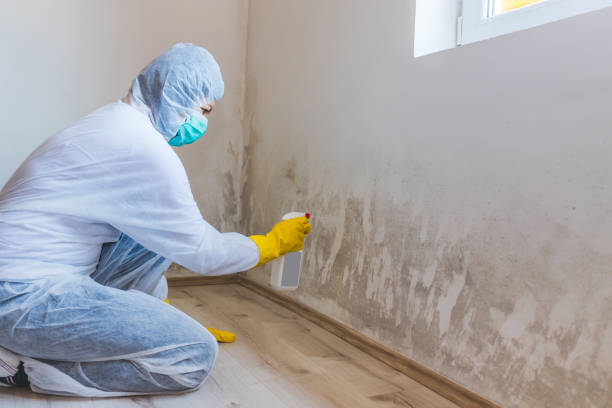 Best Black Mold Removal  in Rancho Alegre, TX