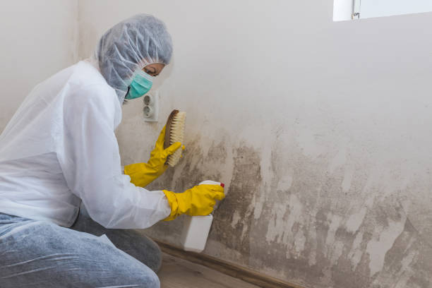 Best Affordable Mold Removal  in Rancho Alegre, TX