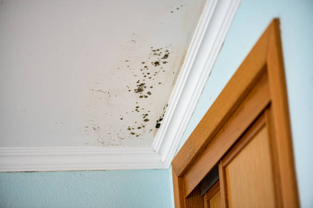 Best Commercial Mold Removal  in Rancho Alegre, TX