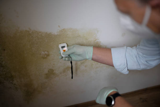 Best Mold Cleaning Services  in Rancho Alegre, TX