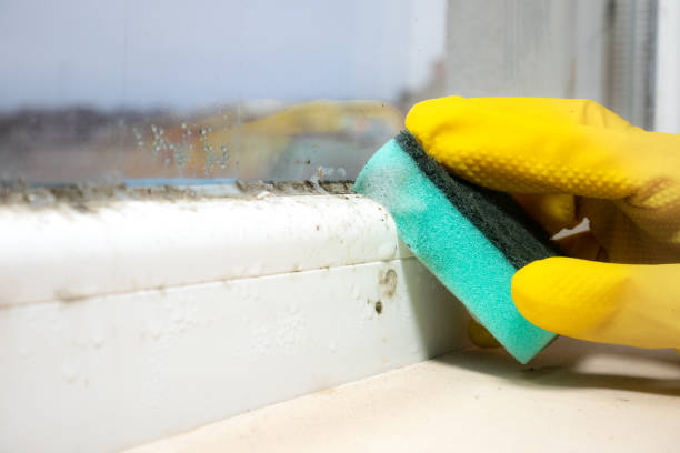 Best Attic Mold Removal  in Rancho Alegre, TX