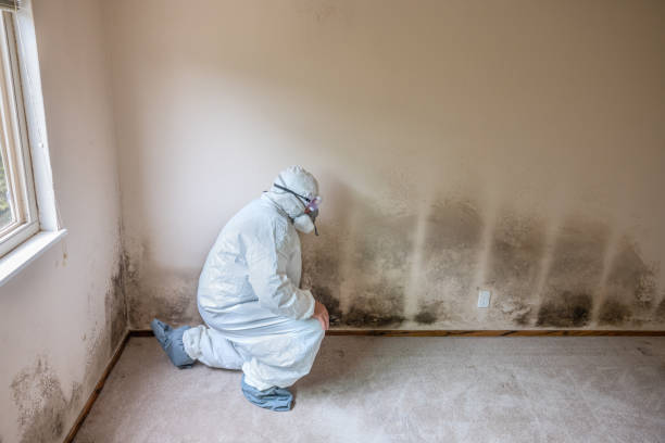 Best Certified Mold Removal  in Rancho Alegre, TX