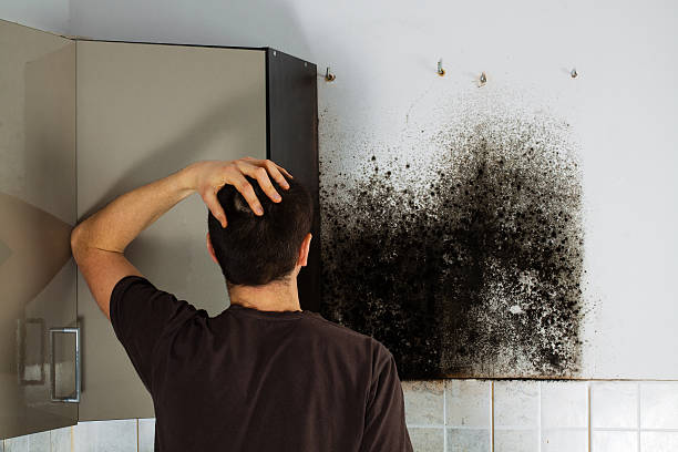 Mold Removal and Inspection in Rancho Alegre, TX