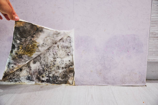 Best Mold Remediation  in Rancho Alegre, TX